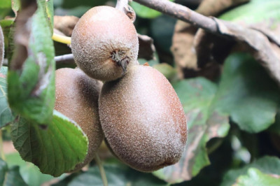 Yalova’da Sarı Kivi Hasadı Başladı