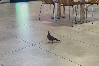 AVM’nin Sevimli Misafirleri