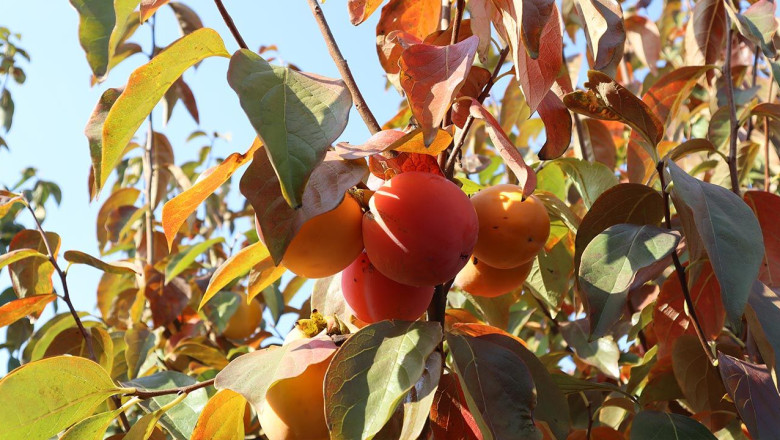 Yalova’da Trabzon Hurması Hasadı Başladı