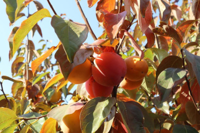 Yalova’da Trabzon Hurması Hasadı Başladı