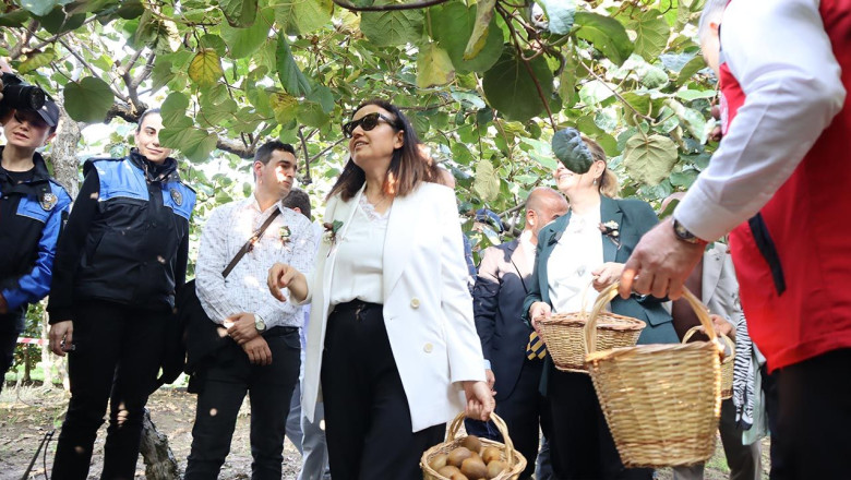 Altınova’da Kiviler Dalından Koparıldı