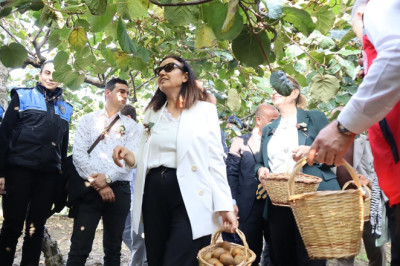 Altınova’da Kiviler Dalından Koparıldı