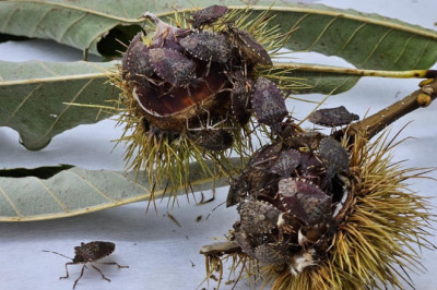 Kahverengi Kokarca Yalova’da Yayılıyor