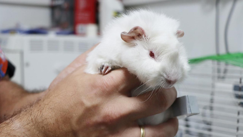 Ginepig Sahiplenilmeyi Bekliyor