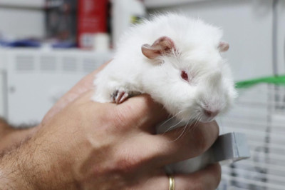 Ginepig Sahiplenilmeyi Bekliyor