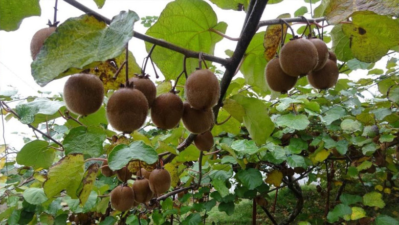 Kivi Üreticileri İran Kivisinden Rahatsız