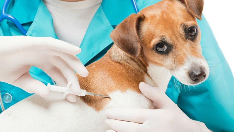 Hayvan Kayıt ve Mikroçip Başvurularında Son Tarih