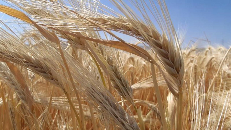 Kuraklık Arpa Ekimini Artırdı