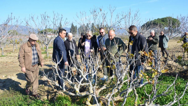 KİVİ BAHÇELERİNE İNCİR ALTERNATİFİ