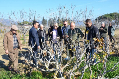 KİVİ BAHÇELERİNE İNCİR ALTERNATİFİ