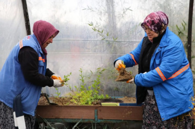 PEYZAJ BİTKİLERİ ÜRETİMİ SÜRÜYOR