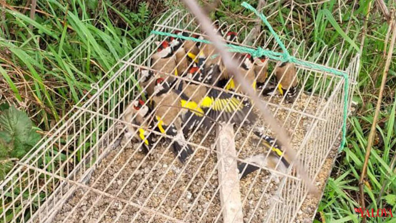 Çiftlikköy’de Kaçak Av Operasyonu: 19 Saka Kuşu Kurtarıldı