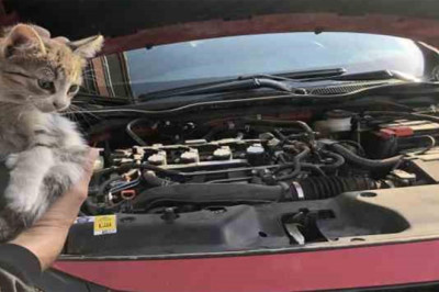 Yalova Belediyesi’nden Can Dostlar İçin Vatandaşlara Kritik Uyarı