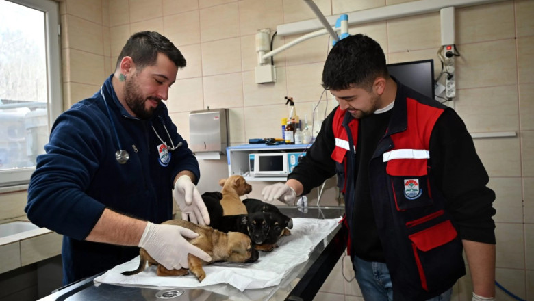 SAHİPSİZ YAVRULARA ŞEFKAT ELİ