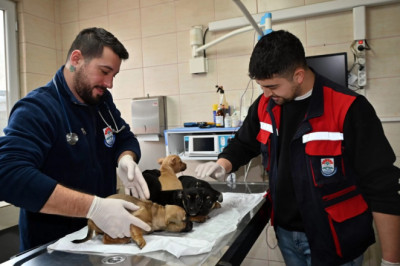 SAHİPSİZ YAVRULARA ŞEFKAT ELİ