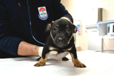 Yalova Belediyesi Sahipsiz Canlar İçin Harekete Geçti