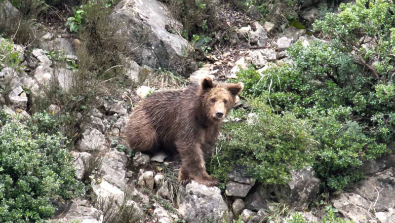 ‘KEÇİ’ İHBARI AYI ÇIKTI