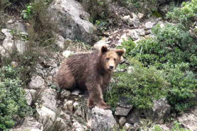 ‘KEÇİ’ İHBARI AYI ÇIKTI
