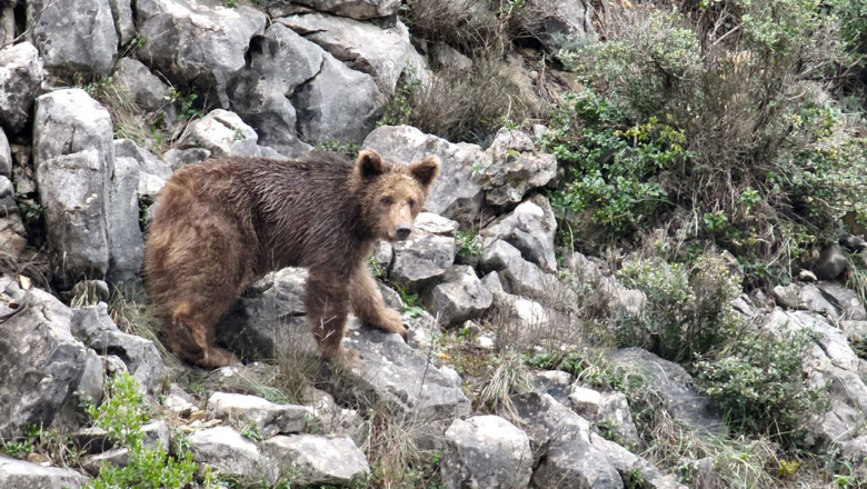 Yalova’da İlginç Bir Olay: Keçi Sanıldı, Boz Ayı Çıktı