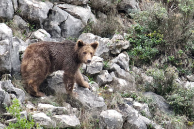 Yalova’da İlginç Bir Olay: Keçi Sanıldı, Boz Ayı Çıktı