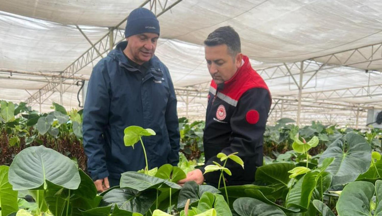 İl Müdürü İlmeç, Antoryum Serasını Ziyaret Etti