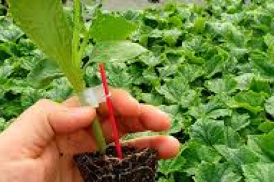 ÜRETİCİLERE DESTEK