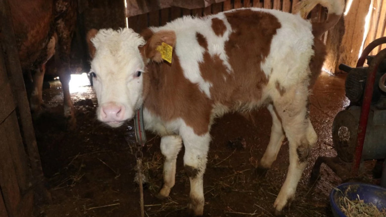 ŞAP AŞILAMA KAMPANYASI BAŞLADI