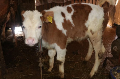 ŞAP AŞILAMA KAMPANYASI BAŞLADI