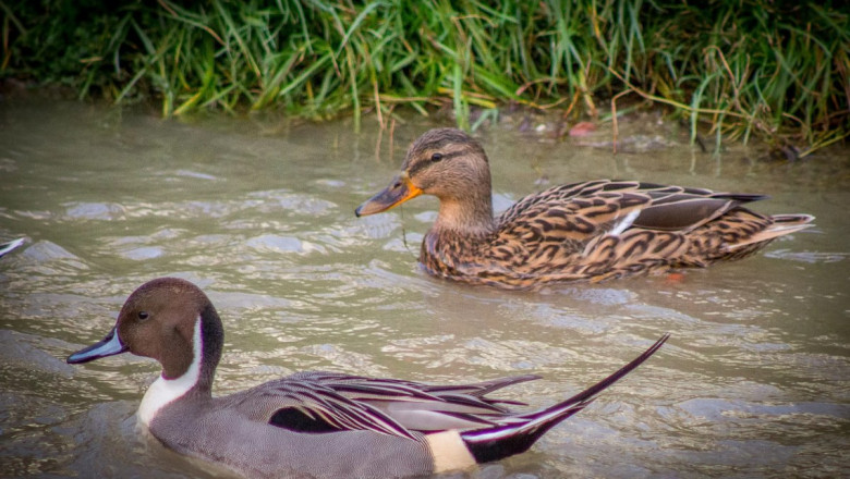 ‘YALOVA’DA ÖRDEK POPÜLASYONU ARTIYOR’