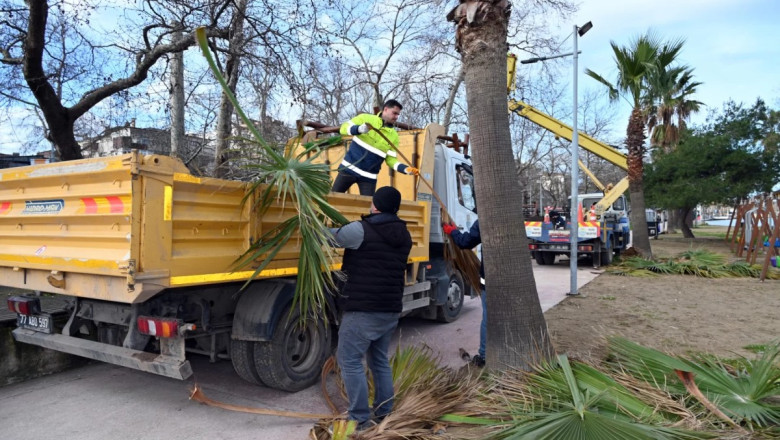 GAZİ PAŞA CADDESİ’NDE BUDAMA DEVAM EDİYOR