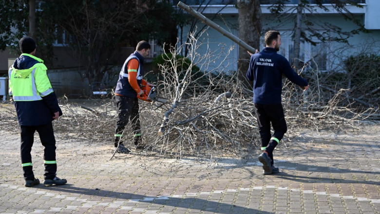AĞAÇ BUDAMA VE BAKIM ÇALIŞMASI