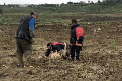 ÇAMURA SAPLANAN KOÇ İÇİN SEFERBER OLDULAR