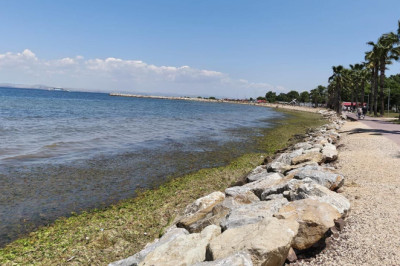 Yalova Sahili’nde Yosun Salgını