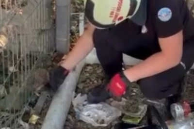 Çiftlikköy’de tel örgüye sıkışan kirpi operasyonla kurtarıldı