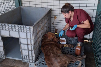 Yalova’da 3 Gün Su Kuyusunda Mahsur Kalan Köpek Kurtarıldı