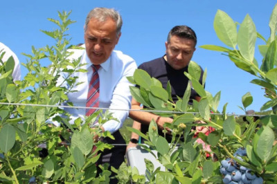 Vali Usta sezonun ilk mavi yemiş hasadını gerçekleştirdi
