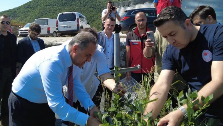 Yalova’da yılın ilk yaban mersini hasadı gerçekleştirildi