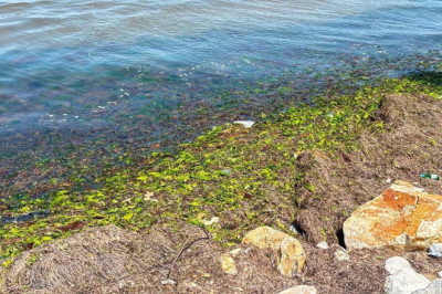 Yalova Akasya Plajı'nda Yosun ve Çöp Sorunu