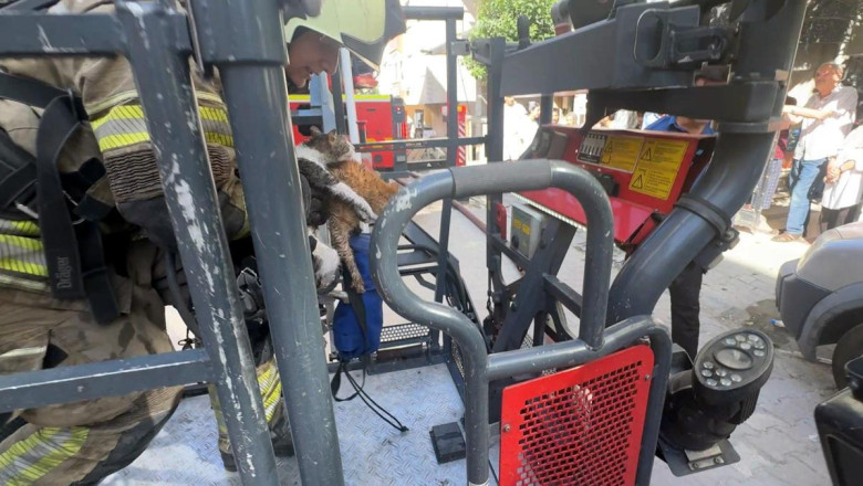 Avcılar’da çatı katında çıkan yangında 10 kedi öldü; 2 kedi çatıdan atladı