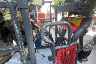 Avcılar’da çatı katında çıkan yangında 10 kedi öldü; 2 kedi çatıdan atladı