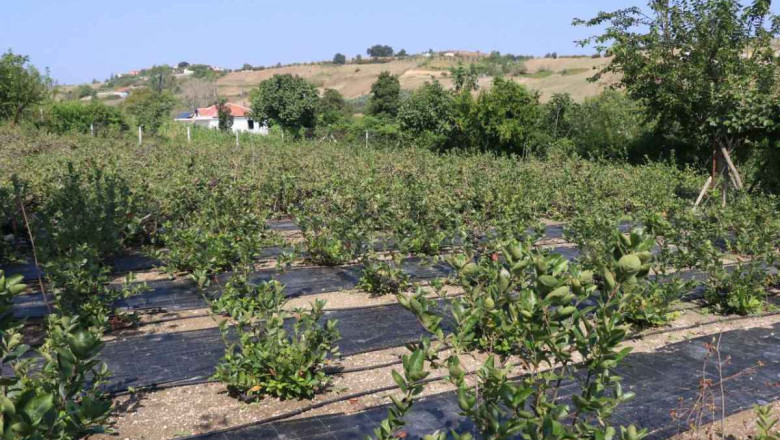  HER ARONYA ‘YALOVA ARONYASI’ DEĞİL