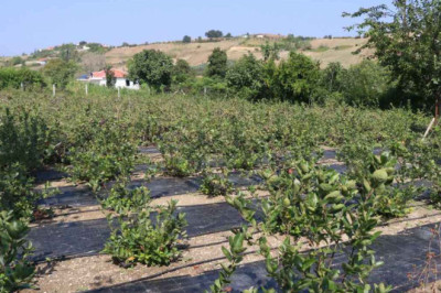  HER ARONYA ‘YALOVA ARONYASI’ DEĞİL