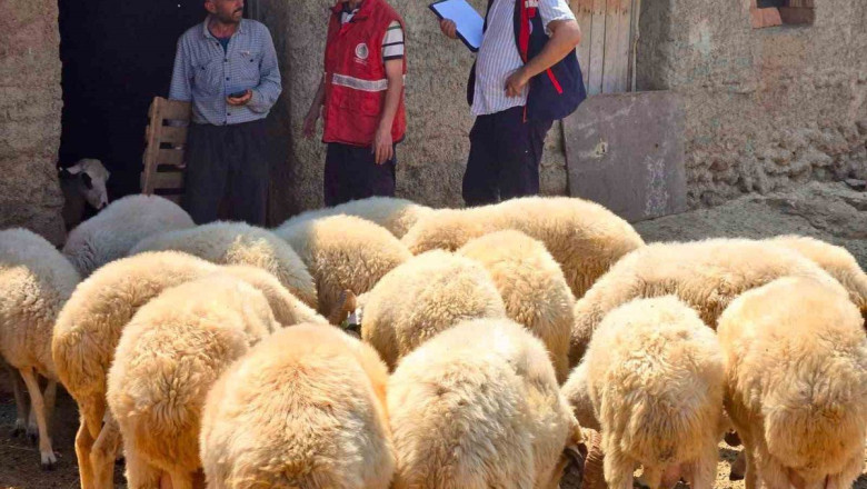 Halk Elinde Küçükbaş Islah Projesi Kapsamında Bolvadin'de Koyun Tespit Çalışmaları Yapıldı