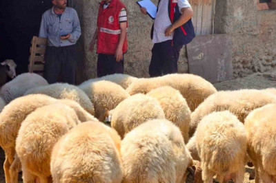 Halk Elinde Küçükbaş Islah Projesi Kapsamında Bolvadin'de Koyun Tespit Çalışmaları Yapıldı