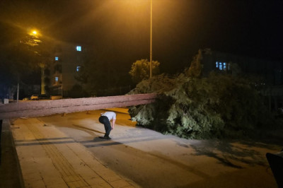 Çorum'da devrilen çam ağacı araçlara zarar verdi