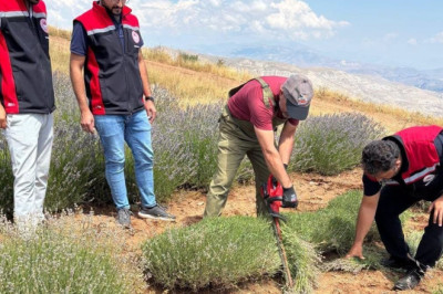 Erzincan'da Lavanta Hasadı Başladı: 7 Bin Kökten Katma Değerli Üretim