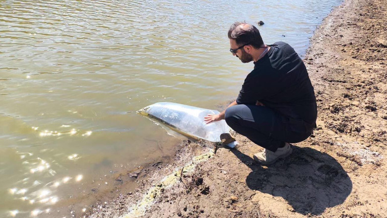 Yalova’daki Göletlere 30 Bin Yavru Sazan Bırakıldı