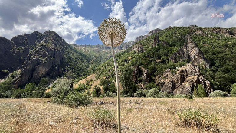 Tunceli’de koruma altındaki dağ sarımsağını söken 3 kişiye 2 milyon 97 bin lira ceza