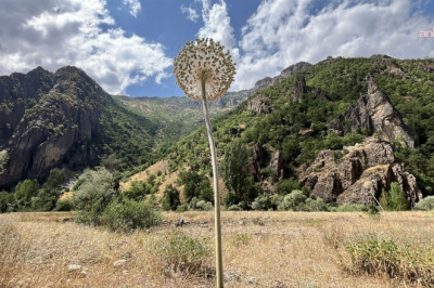 Tunceli’de koruma altındaki dağ sarımsağını söken 3 kişiye 2 milyon 97 bin lira ceza