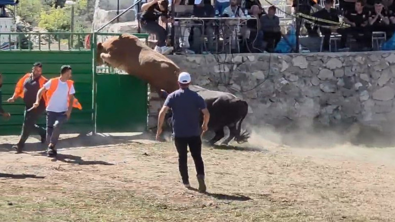 Rakibinden kaçan 600 kiloluk boğa olimpiyat sporcularına taş çıkardı